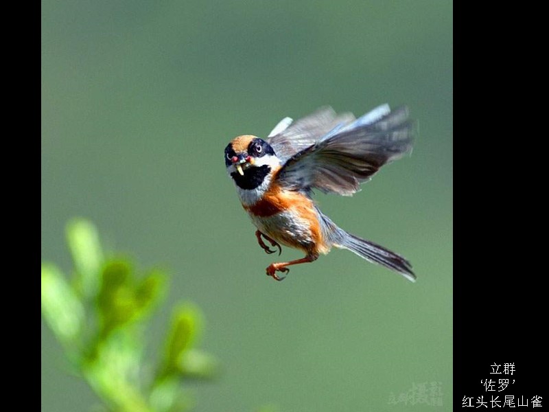 立群 ‘佐罗’ 红头长尾山雀